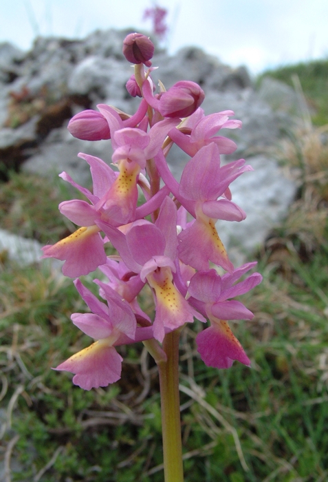 Orchis x colemanii (ibrido: Or. mascula x Or. pauciflora)